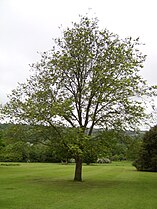 Ulmus wallichiana, National tree of Afghanistan