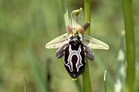 The Ophrys cretica orchid