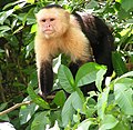 White-headed capuchin