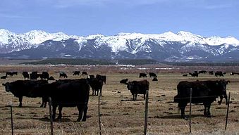 Cattle ranching in Jackson County