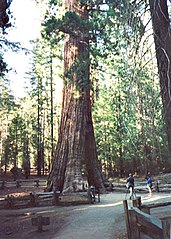 California Tree