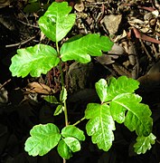 „Leaves of three, let it be“ (Poison Oak)