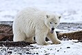 Arctic NWR, Beaufort Sea, Alaska