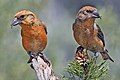 Bec-croisé des sapins (Loxia curvirostra) Fringillidæ.