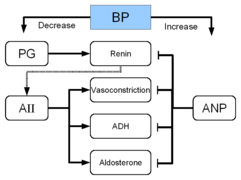 RenalHormoneRegulation.png