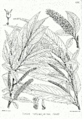 Salix tetrasperma