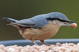 Sitta europaea caesia