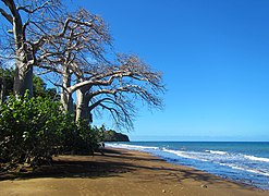 Spiaggia di Sakouli, con i suoi baobab