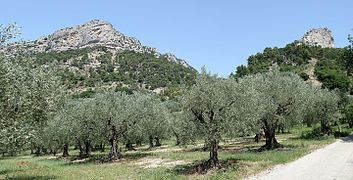 Buis-les-Barronies en Drôme provençale.