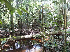 Troopsche Regenwoold, Guyana.