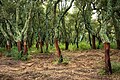 Korkové duby po ořezání, Tempio Pausania (Gallura, Sardinie)