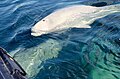 Watching belugas is a popular attraction at the river mouth