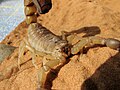 Dickschwanzskorpion (Androctonus australis)