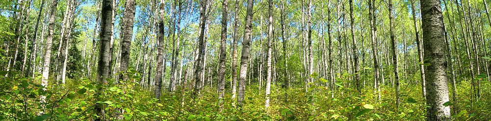 A panorama of poplars on the Loon Island trail in Riding Mountain National Park.