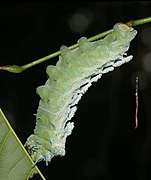 Attacus taprobanis-Kadavoor-2018-06-05-001.jpg