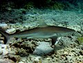 Galapagos shark