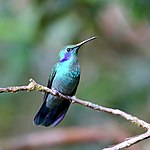 Colibri cyanotus