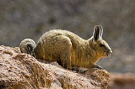 Vizcacha de la sierra (Lagidium viscacia)