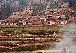 Risaie nella provincia di Antananarivo