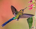 Violet-tailed Sylph