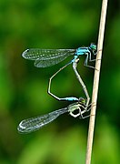 Ischnura elegans qtl3.jpg