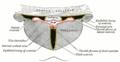 Coronal section of lateral and third ventricles