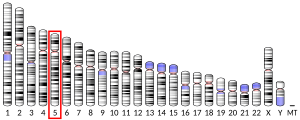 Chromosome 5 (human)