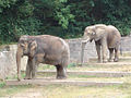 Die inzwischen verstorbenen und bislang letzten Elefantenkühe im Tiergarten Kiri (links) und Yvonne (rechts), 2006