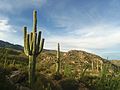 Die Rincon Mountains / Ostteil