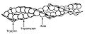 The thin (actin) filament