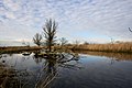 Oostvaardersplassen