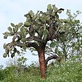 Opuntia echios (Cactus)