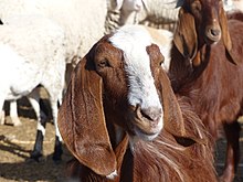 Tête d'une chèvre.