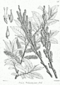 Salix wallichiana