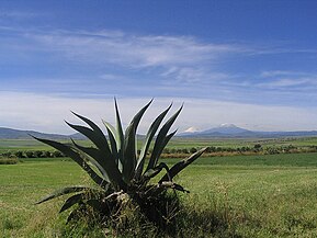 Altiplano sub-húmedoApan, Hidalgo