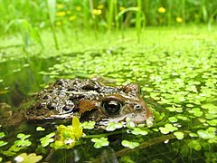 Bufo boreas.jpg