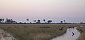 Weitane Letschwe-Antilopn in n Okavongo-Delta.