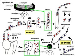 Pezizales, Ascomycota Life Cycle.jpg