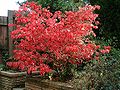 Podzimní zbarvení brslenu křídlatého (Euonymus alatus)