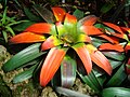 Guzmania sanguinea