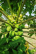 SZ-ezulwini-papayas.jpg