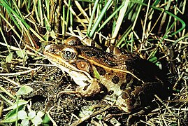 Grenouille léopard.