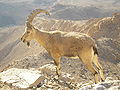 Syrischa Staabock im Negev