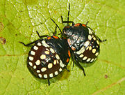 Third instar