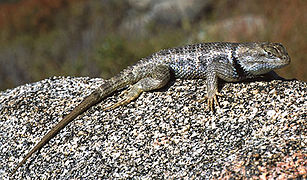 Lézard épineux.