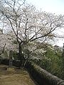 岡城公園（大分県竹田市）