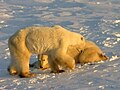 Wapusk National Park, Manitoba, Canada