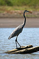 Ardea herodias Español: Garza azulada English: Great Blue Heron