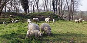 Mergellandschapen op de Sint-Pietersberg