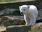 Berlin Zoo, Knut 24.03.2007